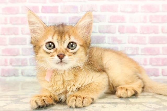 長野県のソマリ (Coo&RIKU長野店/2025年6月5日生まれ/女の子/ルディ)の子猫の2枚目の画像