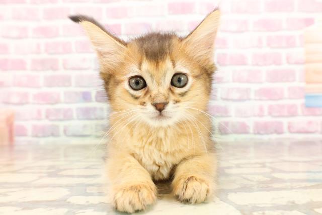 北海道のソマリ (Coo&RIKU函館店/2025年6月5日生まれ/男の子/ルディ)の子猫の1枚目の画像