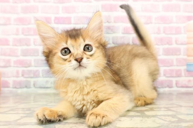 北海道のソマリ (Coo&RIKU函館店/2025年6月5日生まれ/男の子/ルディ)の子猫の2枚目の画像