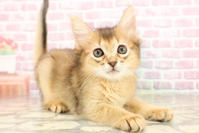 北海道のソマリ (Coo&RIKU函館店/2025年6月5日生まれ/男の子/ルディ)の子猫の3枚目の画像