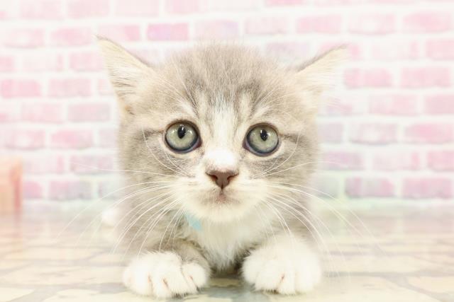 島根県のスコティッシュフォールド (Coo&RIKU出雲店/2025年6月8日生まれ/男の子/ブルータビーホワイト)の子猫の1枚目の画像