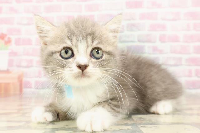 島根県のスコティッシュフォールド (Coo&RIKU出雲店/2025年6月8日生まれ/男の子/ブルータビーホワイト)の子猫の2枚目の画像