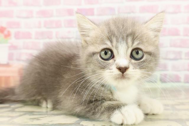 島根県のスコティッシュフォールド (Coo&RIKU出雲店/2025年6月8日生まれ/男の子/ブルータビーホワイト)の子猫の3枚目の画像