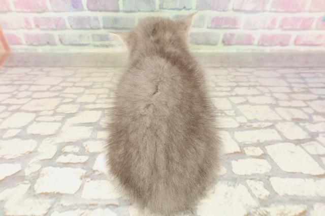 島根県のスコティッシュフォールド (Coo&RIKU出雲店/2025年6月8日生まれ/男の子/ブルータビーホワイト)の子猫の4枚目の画像