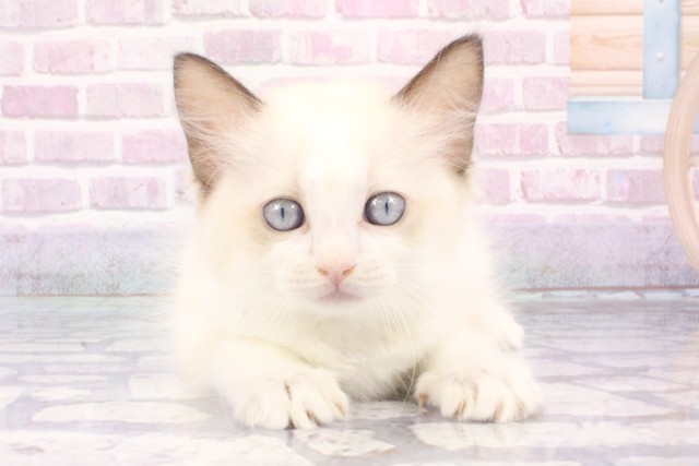 大阪府のラグドール (Coo&RIKU茶屋町店/2025年6月8日生まれ/男の子/シールポイントバイカラー)の子猫の1枚目の画像