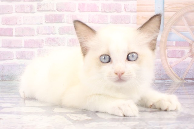大阪府のラグドール (Coo&RIKU茶屋町店/2025年6月8日生まれ/男の子/シールポイントバイカラー)の子猫の2枚目の画像