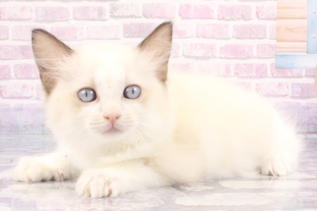 大阪府のラグドール (Coo&RIKU茶屋町店/2025年6月8日生まれ/男の子/シールポイントバイカラー)の子猫の3枚目の画像