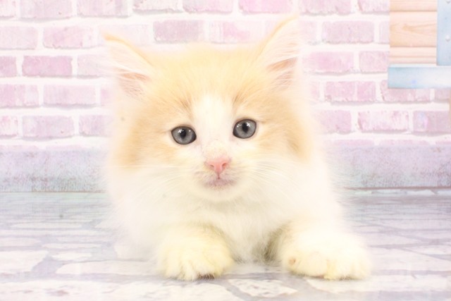 ノルウェージャン・フォレストキャット