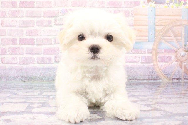 滋賀県のマルチーズ (Coo&RIKU東近江店/2025年6月6日生まれ/男の子/ホワイト)の子犬