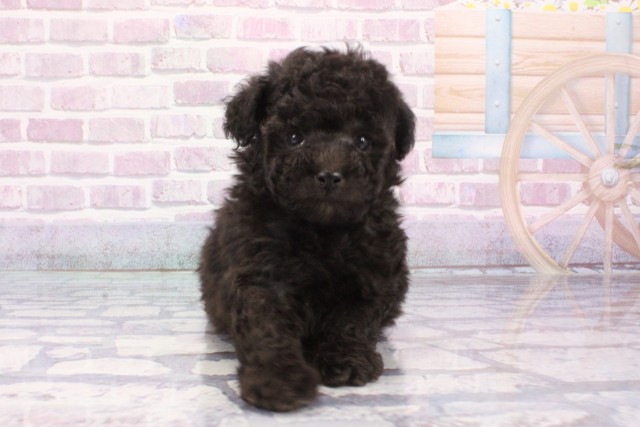 滋賀県のトイプードル(トイ) (Coo&RIKU長浜店/2025年6月8日生まれ/男の子/シルバー)の子犬の1枚目の画像