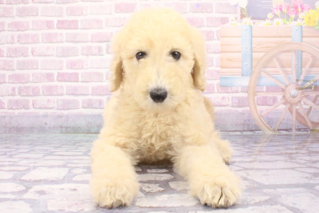 兵庫県のスタンダードプードル (Coo&RIKU伊丹店/2025年6月7日生まれ/女の子/クリーム)の子犬の1枚目の画像