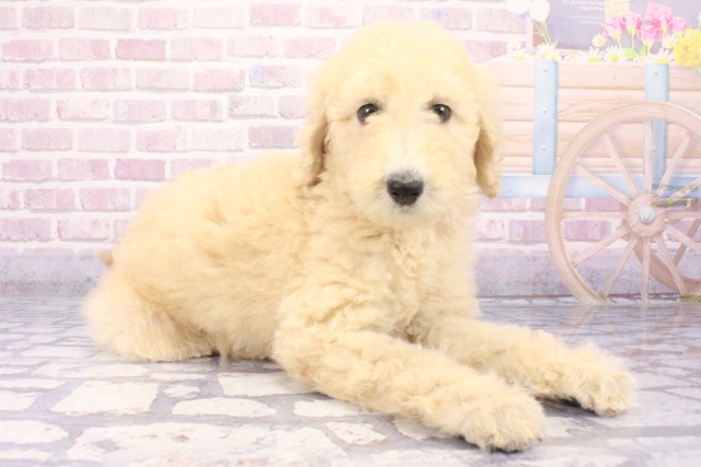 兵庫県のスタンダードプードル (Coo&RIKU伊丹店/2025年6月7日生まれ/女の子/クリーム)の子犬の2枚目の画像