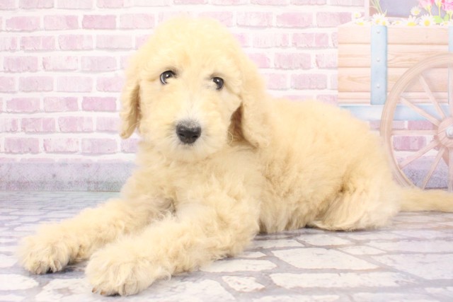 兵庫県のスタンダードプードル (Coo&RIKU伊丹店/2025年6月7日生まれ/女の子/クリーム)の子犬の3枚目の画像
