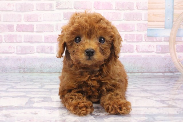 大阪府のトイプードル(トイ) (Coo&RIKU茶屋町店/2025年6月5日生まれ/女の子/レッド)の子犬の1枚目の画像