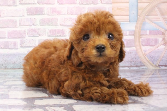 大阪府のトイプードル(トイ) (Coo&RIKU茶屋町店/2025年6月5日生まれ/女の子/レッド)の子犬の2枚目の画像