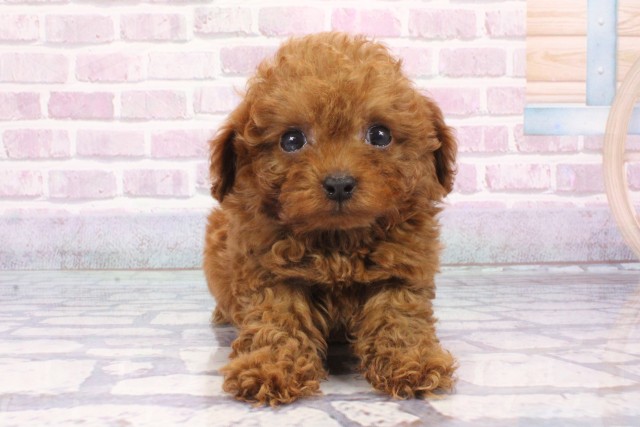 大阪府のトイプードル(トイ) (Coo&RIKU心斎橋店/2025年6月5日生まれ/男の子/レッド)の子犬の1枚目の画像