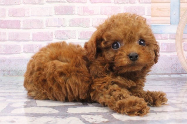 大阪府のトイプードル(トイ) (Coo&RIKU心斎橋店/2025年6月5日生まれ/男の子/レッド)の子犬の2枚目の画像
