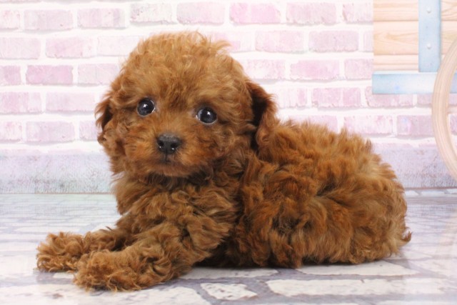 大阪府のトイプードル(トイ) (Coo&RIKU心斎橋店/2025年6月5日生まれ/男の子/レッド)の子犬の3枚目の画像