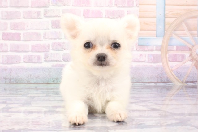 滋賀県のチワワ(ロング) (Coo&RIKU東近江店/2025年6月7日生まれ/女の子/ホワイト)の子犬の1枚目の画像