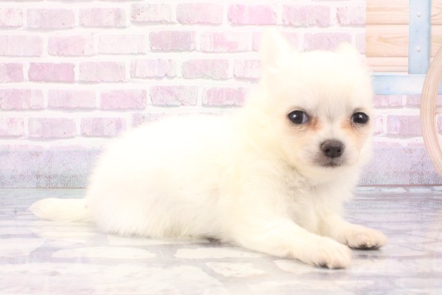 滋賀県のチワワ(ロング) (Coo&RIKU東近江店/2025年6月7日生まれ/女の子/ホワイト)の子犬の2枚目の画像