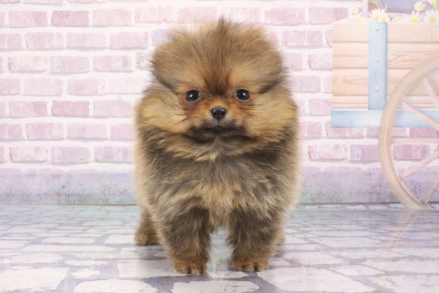 大阪府のポメラニアン (Coo&RIKU心斎橋店/2025年6月5日生まれ/女の子/オレンジ)の子犬の1枚目の画像