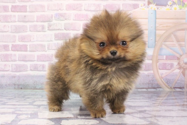大阪府のポメラニアン (Coo&RIKU心斎橋店/2025年6月5日生まれ/女の子/オレンジ)の子犬の2枚目の画像