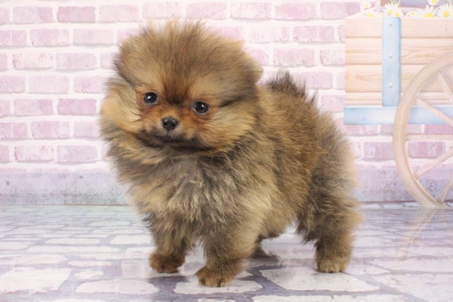 大阪府のポメラニアン (Coo&RIKU心斎橋店/2025年6月5日生まれ/女の子/オレンジ)の子犬の3枚目の画像