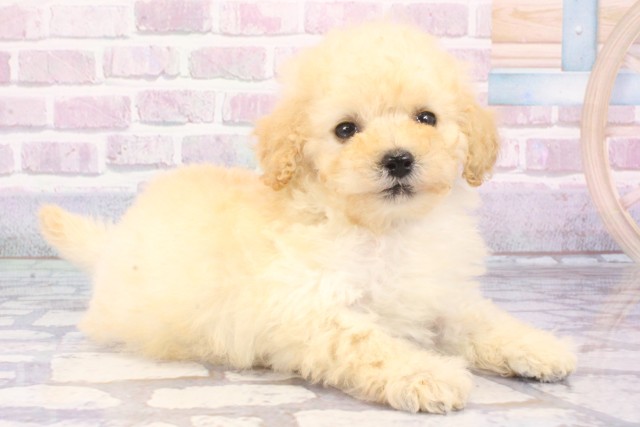 兵庫県のトイプードル(トイ) (Coo&RIKU神戸三宮店/2025年6月5日生まれ/女の子/ホワイト)の子犬の2枚目の画像