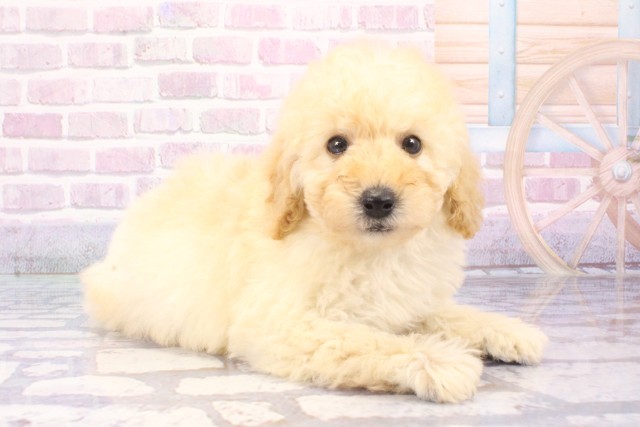 大阪府のトイプードル(トイ) (Coo&RIKU天王寺店/2025年6月5日生まれ/男の子/ホワイト)の子犬の2枚目の画像