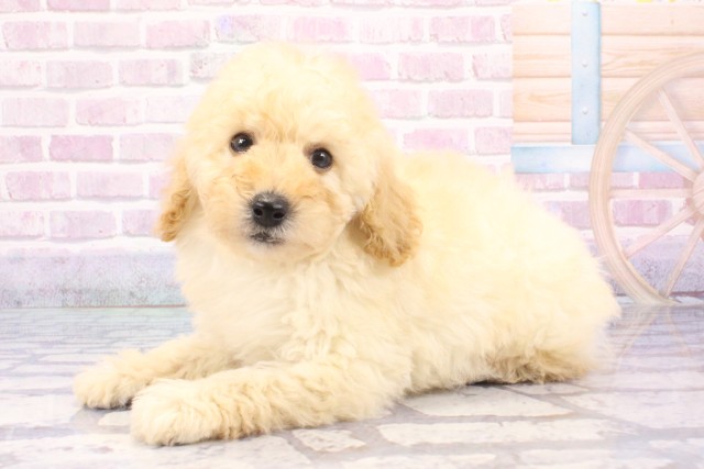 大阪府のトイプードル(トイ) (Coo&RIKU天王寺店/2025年6月5日生まれ/男の子/ホワイト)の子犬の3枚目の画像
