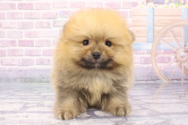 兵庫県のポメラニアン (Coo&RIKU姫路店/2025年6月3日生まれ/男の子/オレンジセーブル)の子犬の1枚目の画像