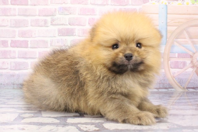 兵庫県のポメラニアン (Coo&RIKU姫路店/2025年6月3日生まれ/男の子/オレンジセーブル)の子犬の2枚目の画像