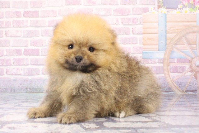 兵庫県のポメラニアン (Coo&RIKU姫路店/2025年6月3日生まれ/男の子/オレンジセーブル)の子犬の3枚目の画像