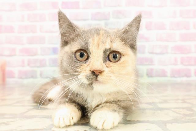 北海道のマンチカン (Coo&RIKU札幌西店/2025年6月8日生まれ/女の子/ブルークリームホワイト)の子猫の1枚目の画像