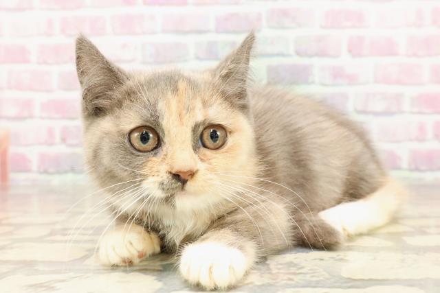 北海道のマンチカン (Coo&RIKU札幌西店/2025年6月8日生まれ/女の子/ブルークリームホワイト)の子猫の2枚目の画像
