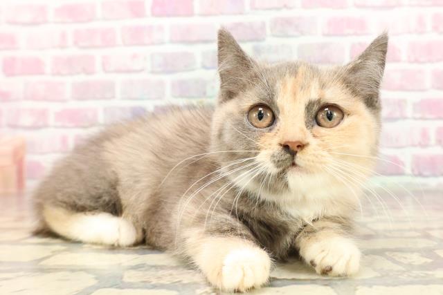 北海道のマンチカン (Coo&RIKU札幌西店/2025年6月8日生まれ/女の子/ブルークリームホワイト)の子猫の3枚目の画像