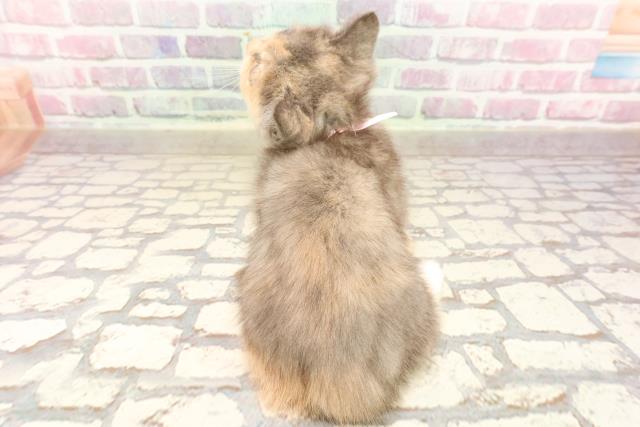 北海道のマンチカン (Coo&RIKU札幌西店/2025年6月8日生まれ/女の子/ブルークリームホワイト)の子猫の4枚目の画像
