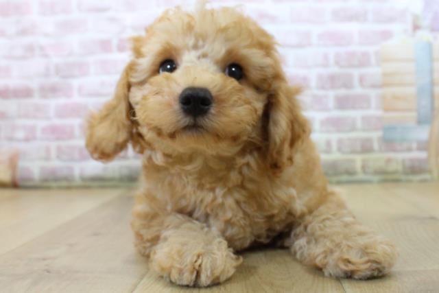 岩手県のトイプードル(トイ) (Coo&RIKU一関店/2025年6月3日生まれ/男の子/レッド)の子犬の1枚目の画像