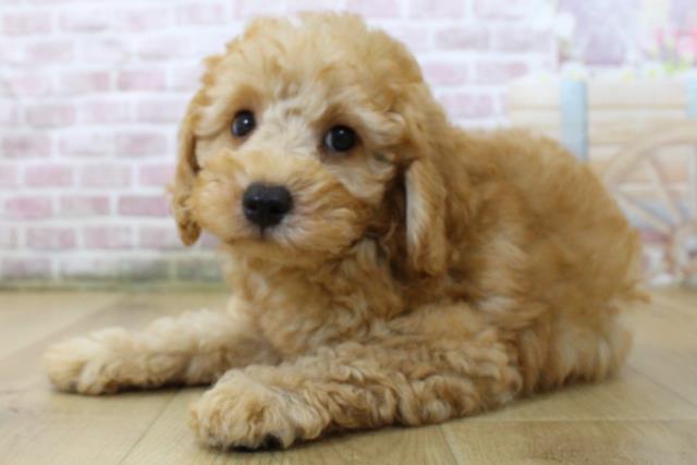 岩手県のトイプードル(トイ) (Coo&RIKU一関店/2025年6月3日生まれ/男の子/レッド)の子犬の2枚目の画像