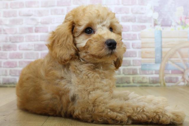 岩手県のトイプードル(トイ) (Coo&RIKU一関店/2025年6月3日生まれ/男の子/レッド)の子犬の3枚目の画像
