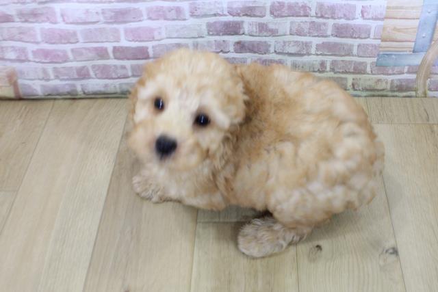 岩手県のトイプードル(トイ) (Coo&RIKU一関店/2025年6月3日生まれ/男の子/レッド)の子犬の4枚目の画像