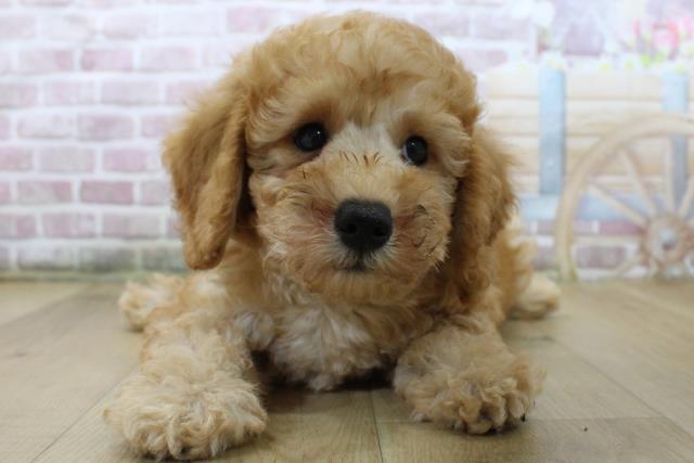 青森県のトイプードル(トイ) (Coo&RIKU弘前店/2025年6月3日生まれ/男の子/レッド)の子犬の1枚目の画像