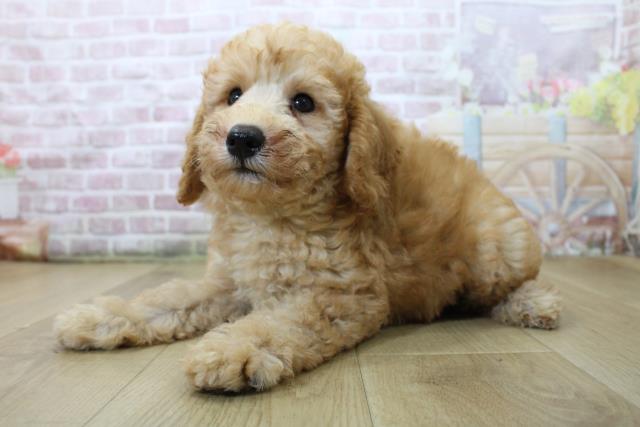 青森県のトイプードル(トイ) (Coo&RIKU弘前店/2025年6月3日生まれ/男の子/レッド)の子犬の2枚目の画像