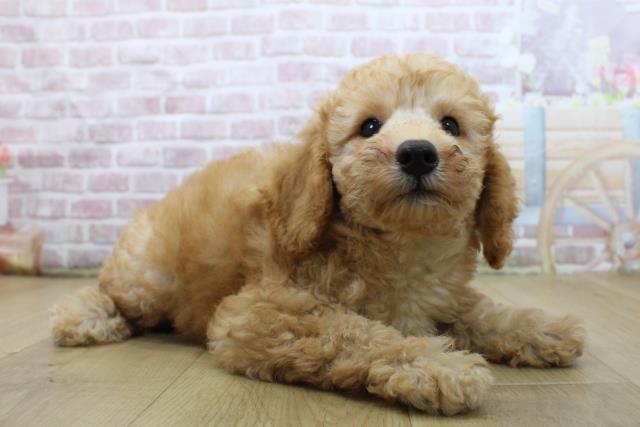 青森県のトイプードル(トイ) (Coo&RIKU弘前店/2025年6月3日生まれ/男の子/レッド)の子犬の3枚目の画像