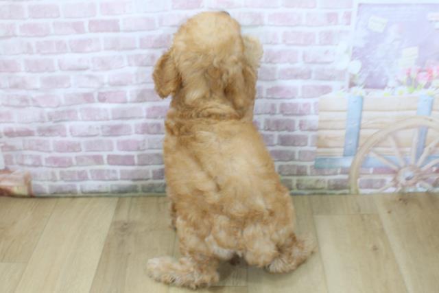 青森県のトイプードル(トイ) (Coo&RIKU弘前店/2025年6月3日生まれ/男の子/レッド)の子犬の4枚目の画像