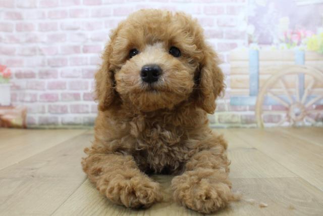 青森県のトイプードル(トイ) (Coo&RIKU青森店/2025年6月3日生まれ/男の子/レッド)の子犬の1枚目の画像