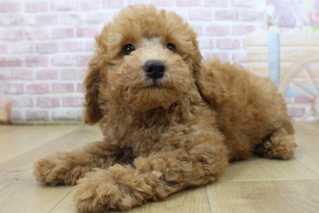 青森県のトイプードル(トイ) (Coo&RIKU青森店/2025年6月3日生まれ/男の子/レッド)の子犬の2枚目の画像
