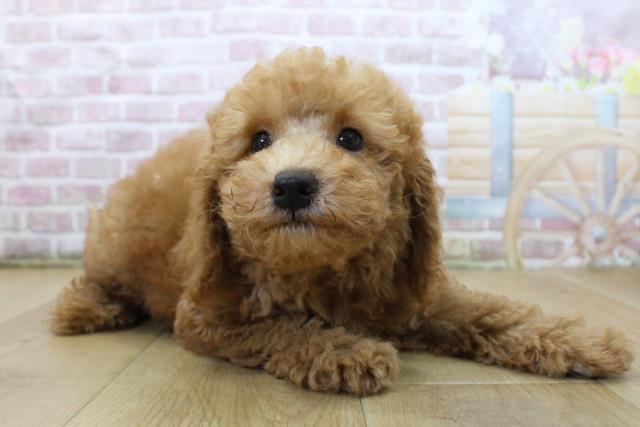 青森県のトイプードル(トイ) (Coo&RIKU青森店/2025年6月3日生まれ/男の子/レッド)の子犬の3枚目の画像