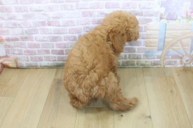 青森県のトイプードル(トイ) (Coo&RIKU青森店/2025年6月3日生まれ/男の子/レッド)の子犬の4枚目の画像