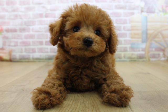 福島県のトイプードル(トイ) (Coo&RIKU会津若松店/2025年6月3日生まれ/女の子/レッド)の子犬の1枚目の画像